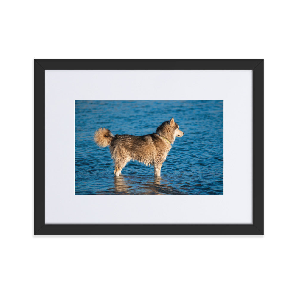 "Husky Sunset" 12 x 16 Matte Paper Framed Poster With Mat